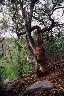 Photo of manzanita tree in Sedona, AZ